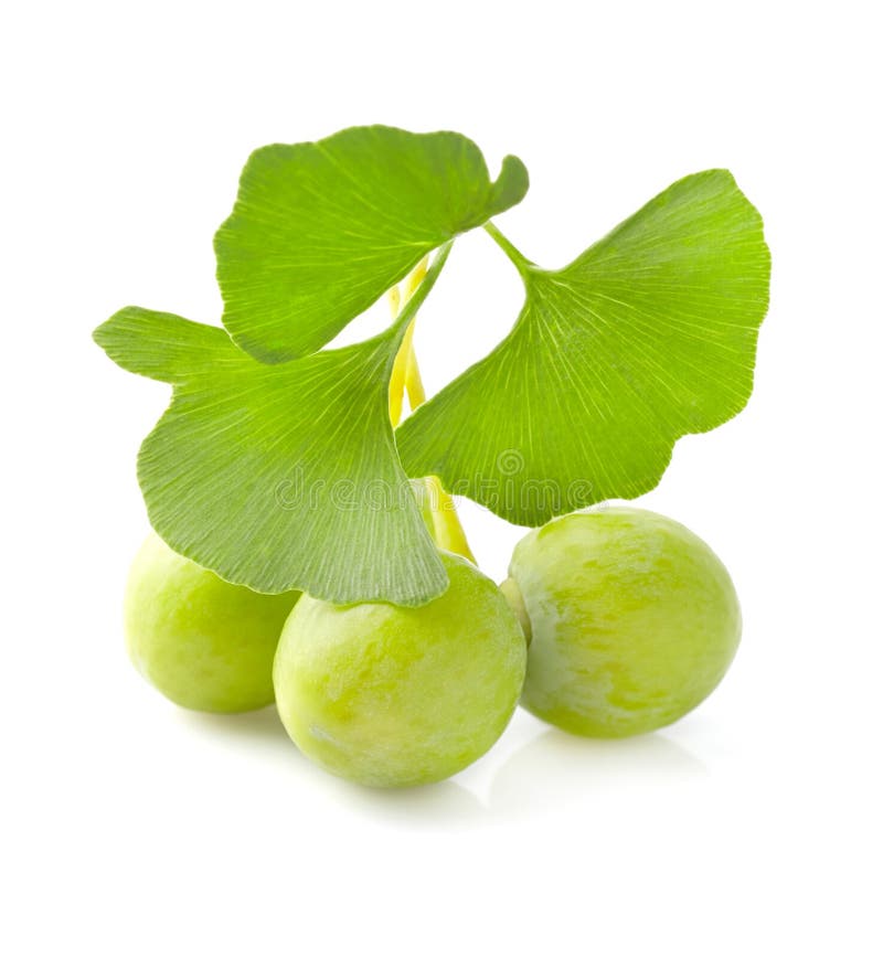 Ginkgo biloba fruit stock image. Image of branch, herb 59474353