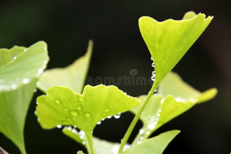 Ginkgo Biloba liść z Wodnymi kroplami zdjęcia stock Ginkgo Biloba liść z Wodnymi kroplami zdjęcia stock