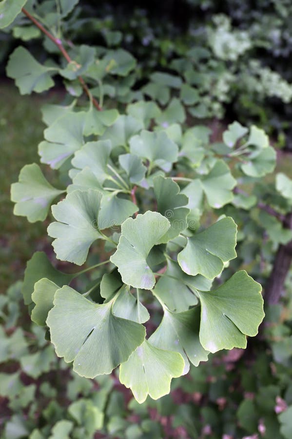Ginkgo Biloba Natur Gingko Ginkgo Oder Auch Der Maidenhair Baum Sind