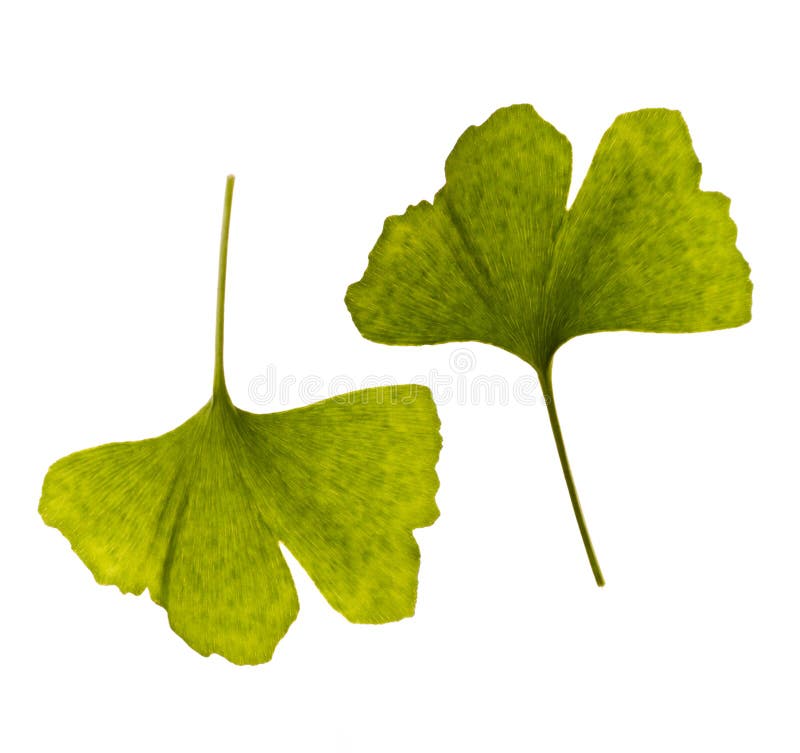 Ginkgo biloba. one leaf - two royalty free stock image