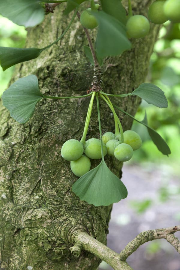 Ginkgo biloba seeds