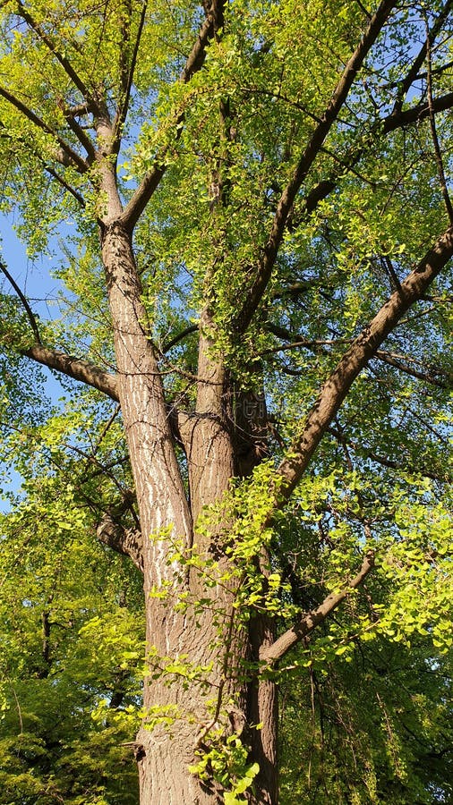 Ginkgo Biloba Tree at Spring Time with the First Leaves Stock Photo