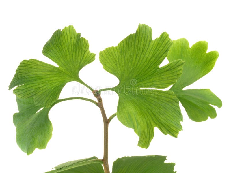 Ginkgo Biloba - Zdrowy odżywianie fotografia royalty free Ginkgo Biloba - Zdrowy odżywianie fotografia royalty free