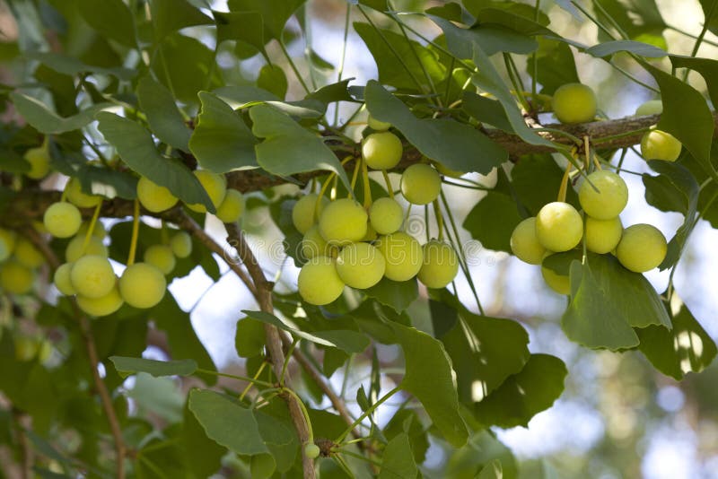 Ginkgo biloba ziarna obrazy royalty free Ginkgo biloba ziarna obrazy royalty free