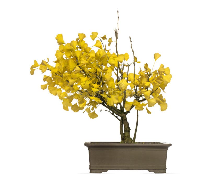 Ginkgo Bonsai Tree, Ginkgoaceae, Isolated Stock Image Image of