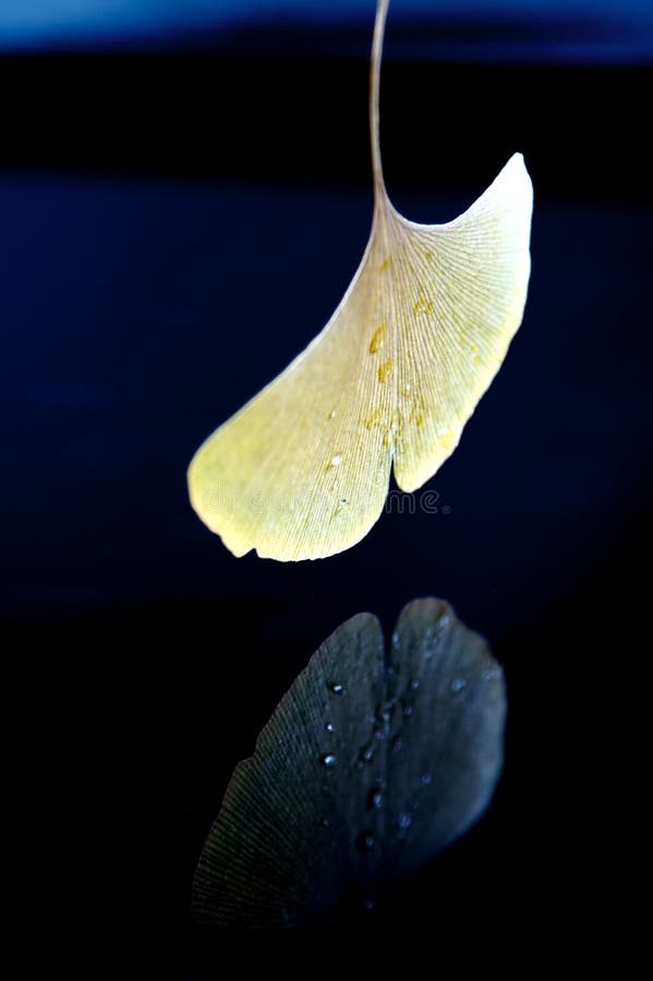 Ginkgo Leaf with Reflection