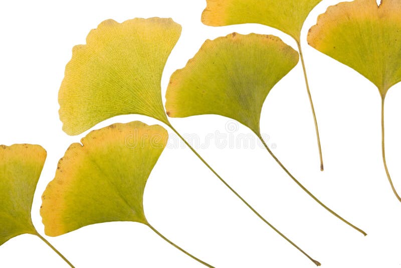 Ginkgo leafs