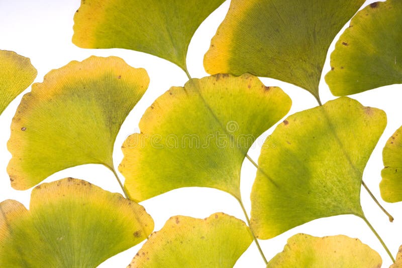 Ginkgo leafs