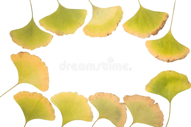 Ginkgo leafs frame