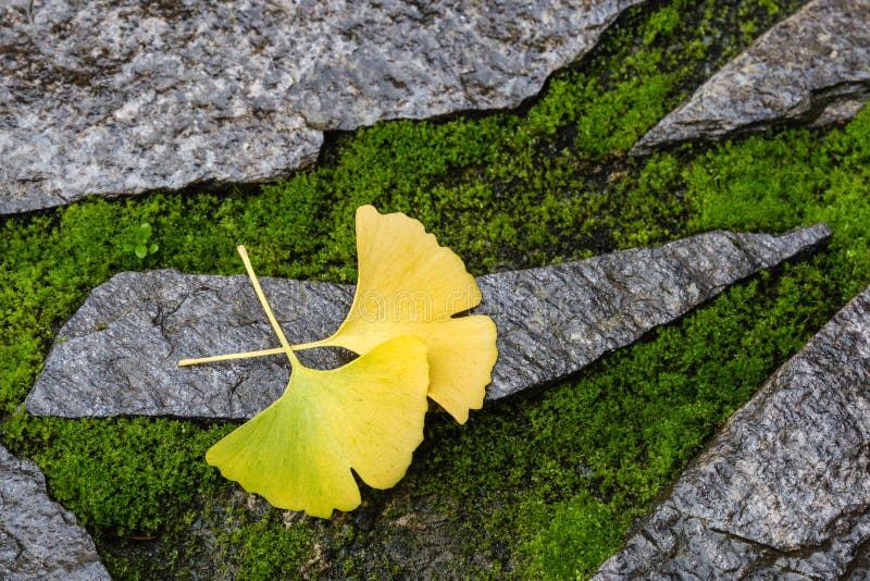 Ginkgo leaves on stone and moss royalty free stock image Ginkgo leaves on stone and moss royalty free stock image