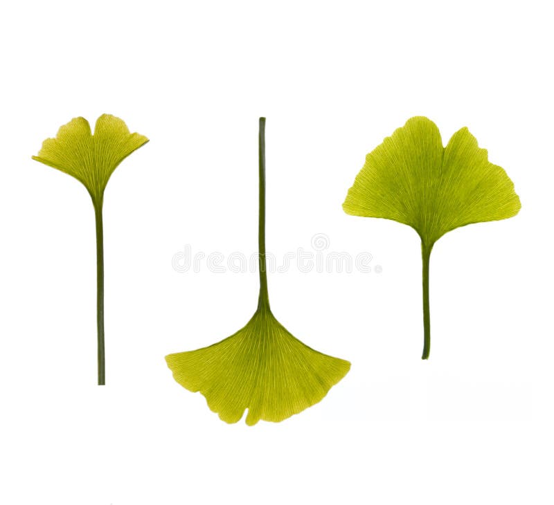 Ginkgo Leaves on White Background Stock Photo Image of flora