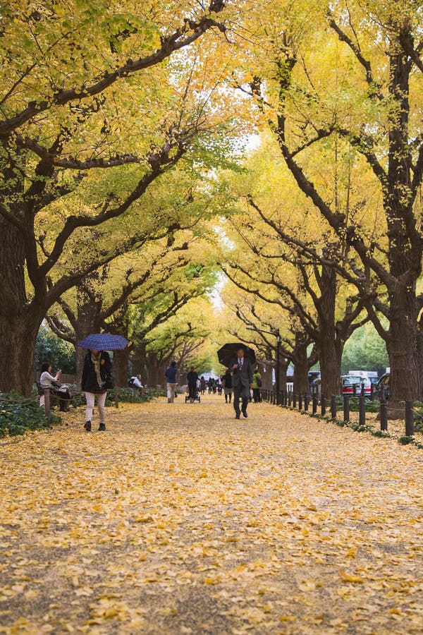 The Ginkgo street avenue in Meiji Jingu Gaien Park royalty free stock photo The Ginkgo street avenue in Meiji Jingu Gaien Park royalty free stock photo