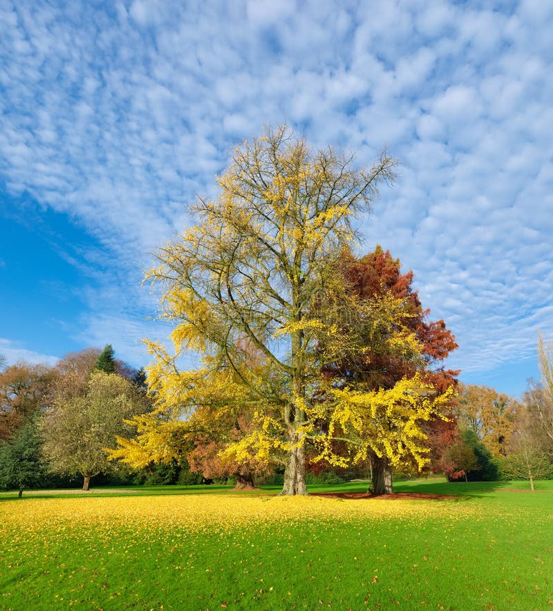 Ginkgo tree stock photo. Image of scenics, environment 57004560