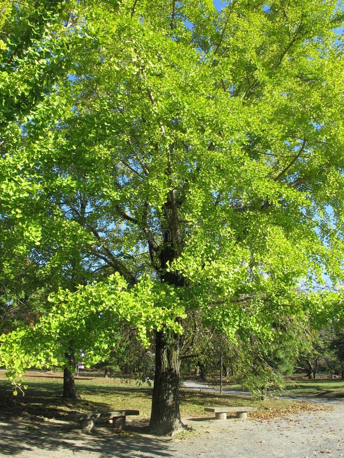 The ginkgo trees in garden stock photo. Image of culture 39574524