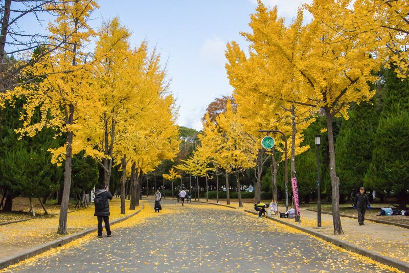 The Ginkgo Trees at Osaka , Japan Editorial Photo Image of japan