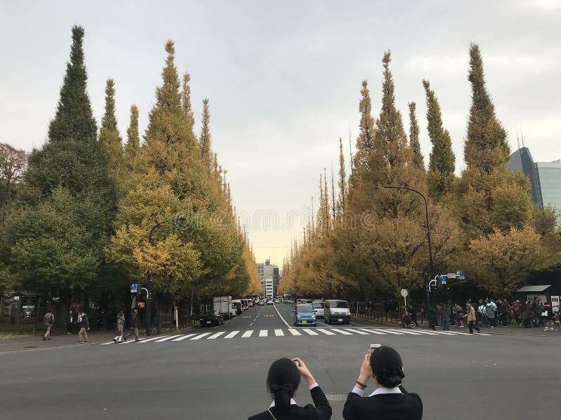 Ginkgoaveny, Meiji-Jingu Gaien, Tokyo, Japan royaltyfria foton Ginkgoaveny, Meiji-Jingu Gaien, Tokyo, Japan royaltyfria foton