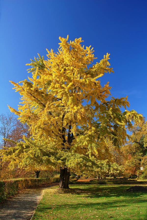 Ginkgobaum stockfoto. Bild von frech, periode, garten 35038680