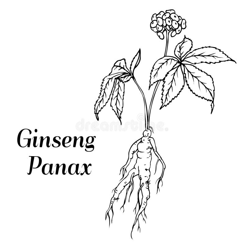Ginseng panax skissar royaltyfri illustrationer Ginseng panax skissar royaltyfri illustrationer