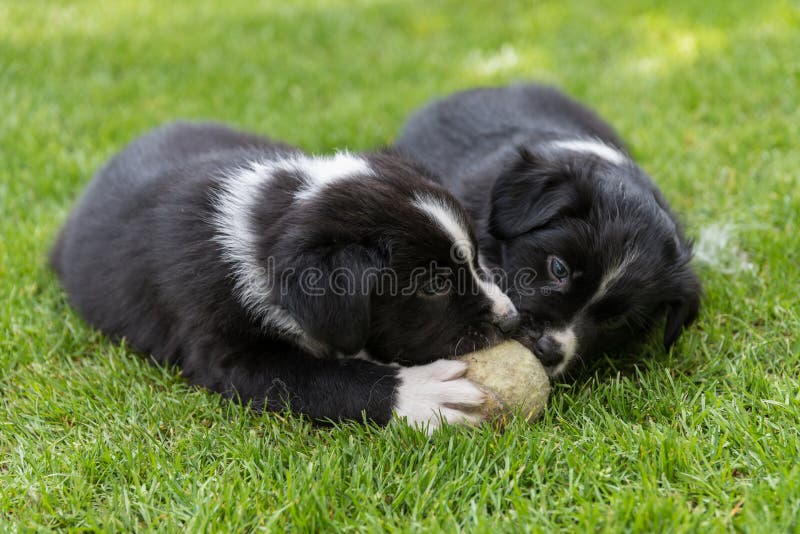 Giocando cucciolo - primo piano fotografia stock Giocando cucciolo - primo piano fotografia stock