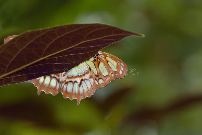Giocando pellame - e - ricerca: Farfalla della malachite