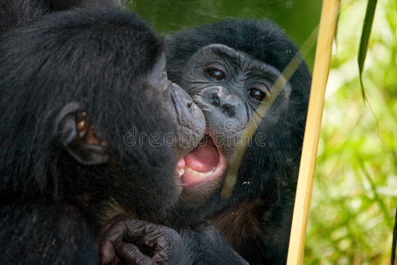 Giochi del bambino dei bonobi con uno specchio Il Republic Of The Congo Democratic Parco nazionale del BONOBO di Lola Ya