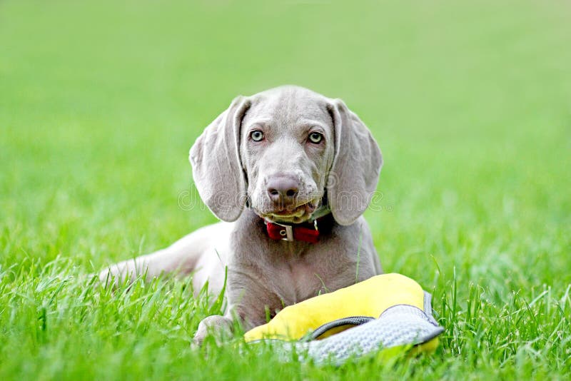Giochi del cane nel cucciolo Weimaraner del ritratto dell'erba fotografie stock Giochi del cane nel cucciolo Weimaraner del ritratto dell'erba fotografie stock