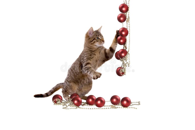 Giochi del gatto con le decorazioni di Natale immagini stock libere da diritti Giochi del gatto con le decorazioni di Natale immagini stock libere da diritti