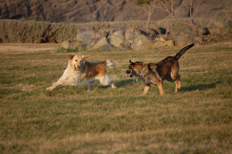 Gioco dei cani fotografia stock Gioco dei cani fotografia stock