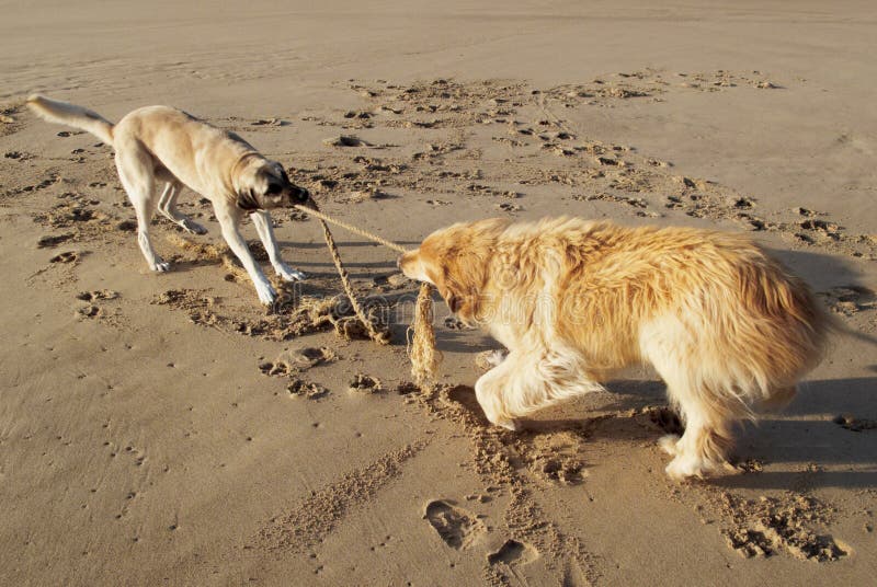 Gioco dei cani immagini stock libere da diritti Gioco dei cani immagini stock libere da diritti