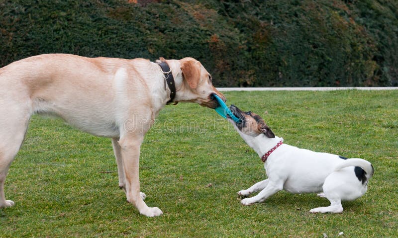 Gioco dei cani su un'erba verde fotografia stock libera da diritti Gioco dei cani su un'erba verde fotografia stock libera da diritti