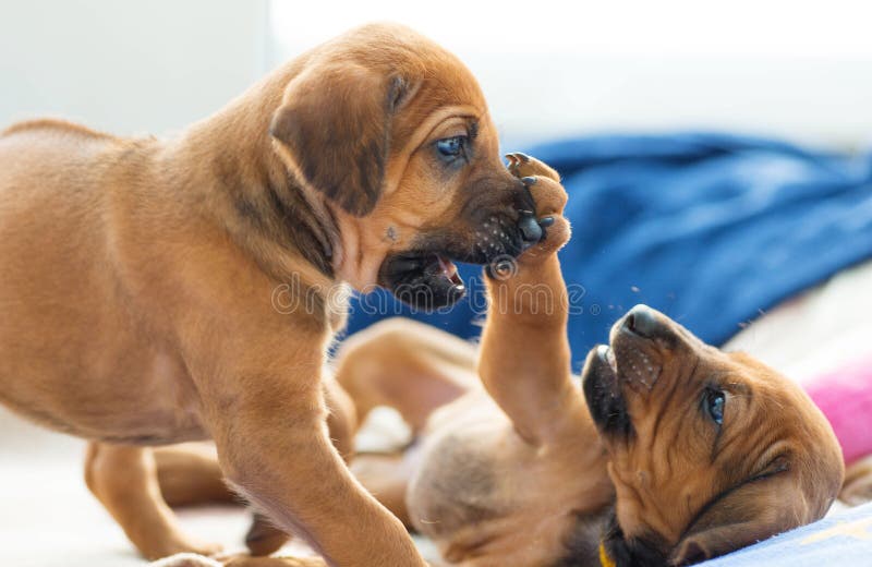 Gioco dei cuccioli del ridgeback di Rhodesian fotografia stock Gioco dei cuccioli del ridgeback di Rhodesian fotografia stock