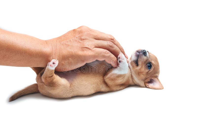 Gioco del cucciolo della chihuahua con la mano immagine stock libera da diritti Gioco del cucciolo della chihuahua con la mano immagine stock libera da diritti