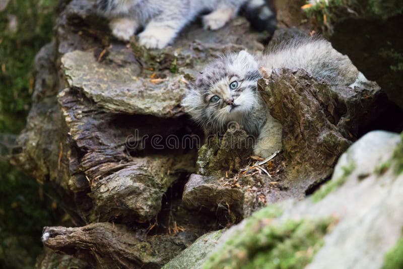 Gioco del gattino del gatto di Pallas immagine stock libera da diritti Gioco del gattino del gatto di Pallas immagine stock libera da diritti