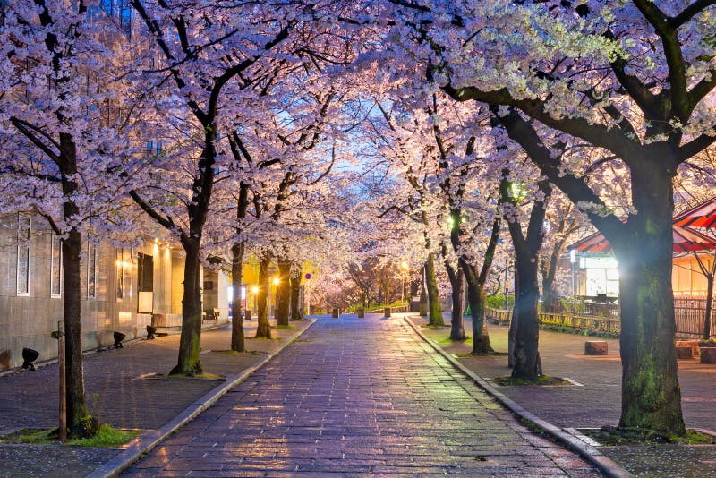 Gion shirakawa Киото, Япония стоковая фотография