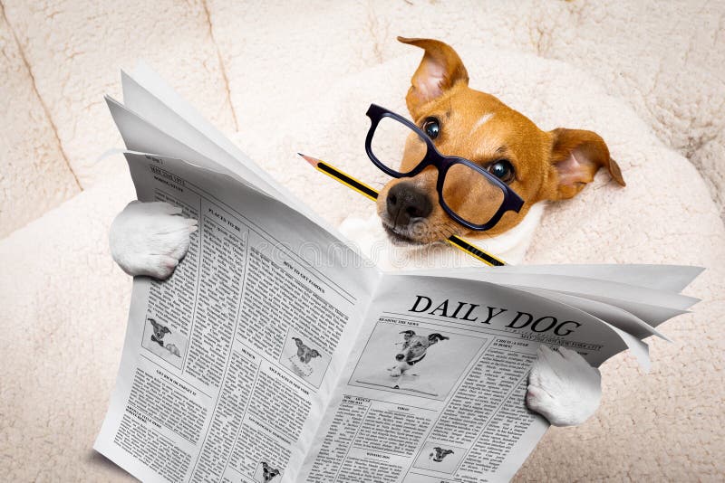 Cool funny jack russell dog reading a newspaper magazine wearing reading glasses, with pencil in mouth. Cool funny jack russell dog reading a newspaper magazine wearing reading glasses, with pencil in mouth