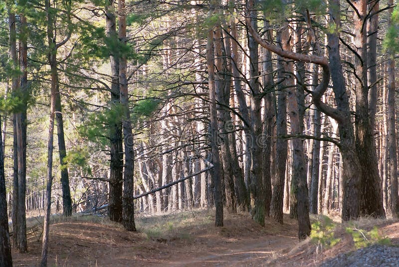 Giorno di primavera in una foresta di conifere immagini stock libere da diritti Giorno di primavera in una foresta di conifere immagini stock libere da diritti
