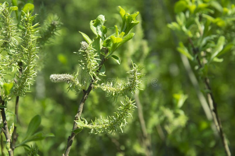 Giorno soleggiato della primavera, salice verde fresco dei gattini nel vento in fotografia stock Giorno soleggiato della primavera, salice verde fresco dei gattini nel vento in fotografia stock