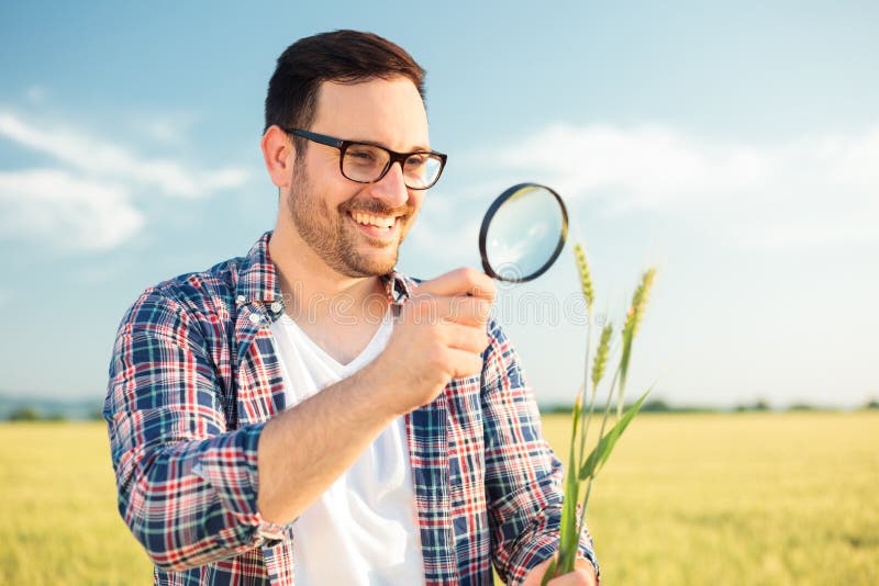 Giovane agronomo o agricoltore felice che ispeziona i gambi della pianta del grano con una lente d'ingrandimento immagine stock libera da diritti Giovane agronomo o agricoltore felice che ispeziona i gambi della pianta del grano con una lente d'ingrandimento immagine stock libera da diritti
