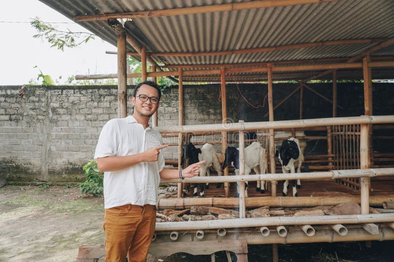 Giovane asiatico eccitato di fronte alla gabbia tradizionale fatta di legno e bambù nella zona rurale indonesiana con capra all'in immagini stock libere da diritti
