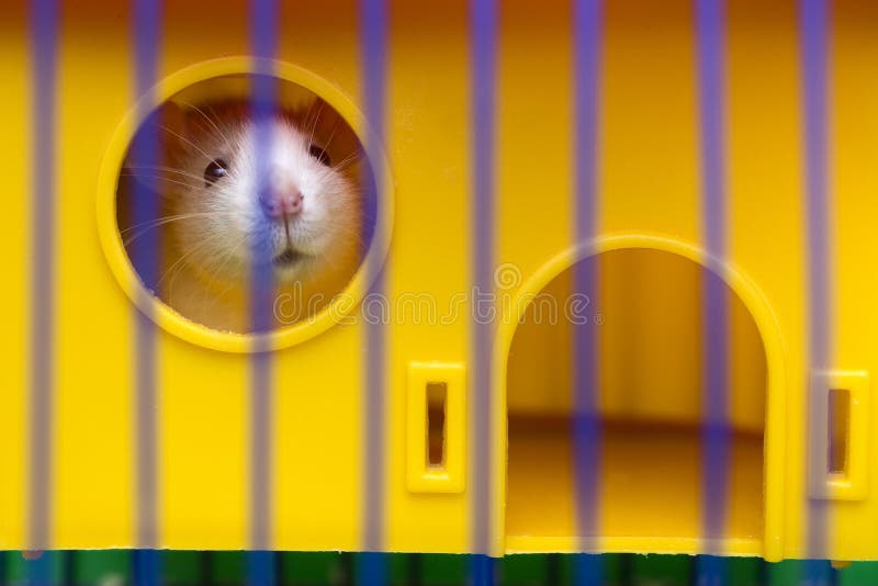 Giovane bambino curioso addomesticato bianco e grigio divertente del criceto del topo con gli occhi brillanti che guardano dalla immagine stock libera da diritti Giovane bambino curioso addomesticato bianco e grigio divertente del criceto del topo con gli occhi brillanti che guardano dalla immagine stock libera da diritti