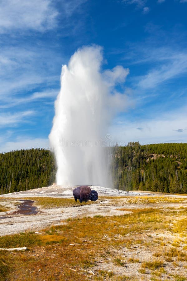 Giovane Bison Grazes, ex fedele geyser esplode al parco nazionale di Yellowstone