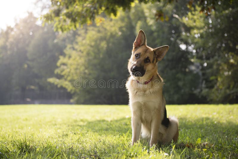 Giovane cane alsatian purebreed in sosta immagine stock Giovane cane alsatian purebreed in sosta immagine stock