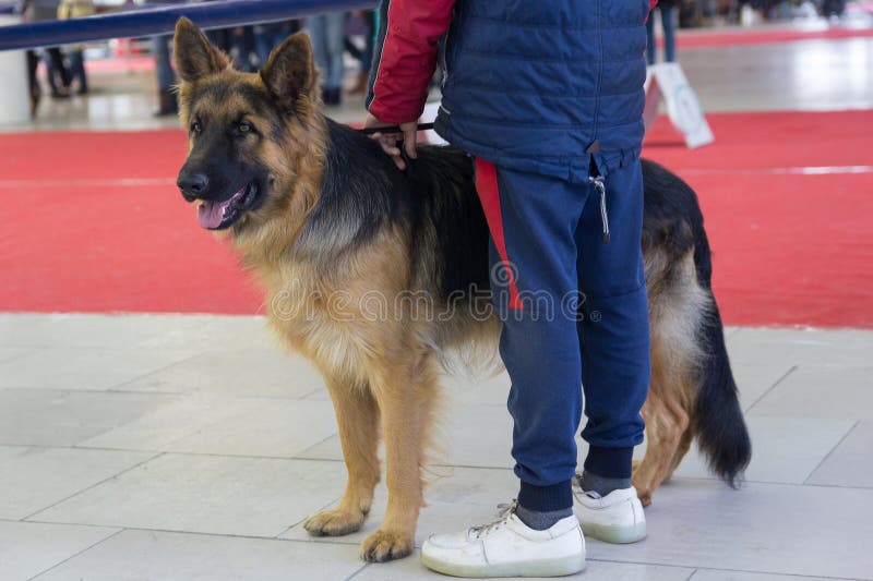 Giovane cane da pastore tedesco all'esposizione canina fotografia stock libera da diritti Giovane cane da pastore tedesco all'esposizione canina fotografia stock libera da diritti