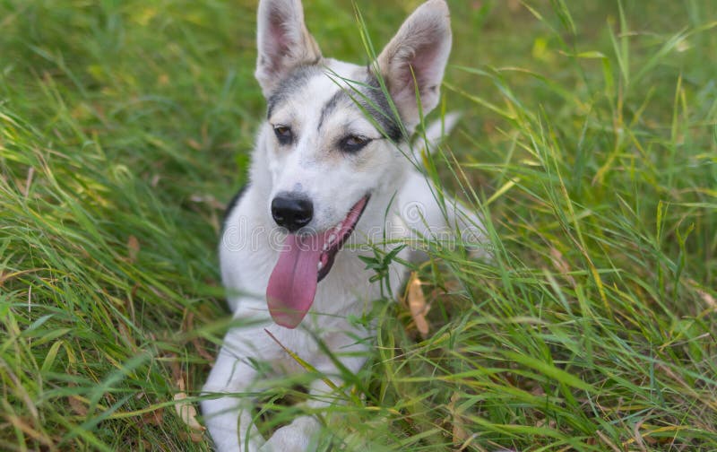 Giovane cane della razza mista che si trova nell'erba selvatica di estate fotografia stock libera da diritti Giovane cane della razza mista che si trova nell'erba selvatica di estate fotografia stock libera da diritti