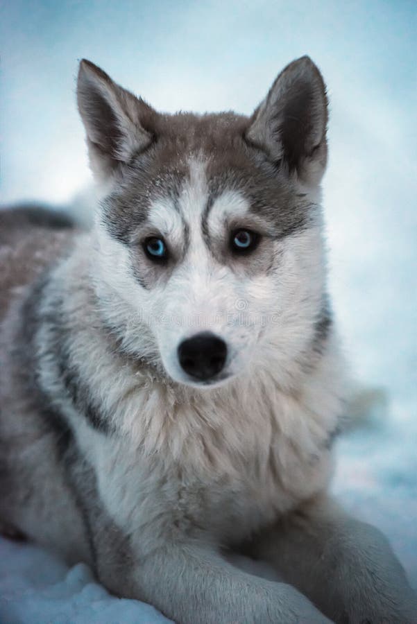 Giovane cane di slitta del husky con gli occhi azzurri su neve bianca fotografia stock Giovane cane di slitta del husky con gli occhi azzurri su neve bianca fotografia stock