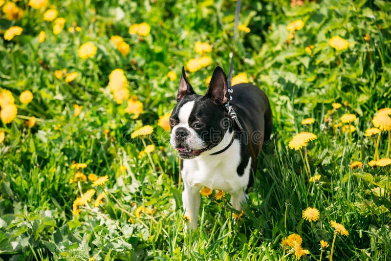 Giovane cane divertente di Boston bull terrier all'aperto nel prato verde della primavera immagine stock Giovane cane divertente di Boston bull terrier all'aperto nel prato verde della primavera immagine stock