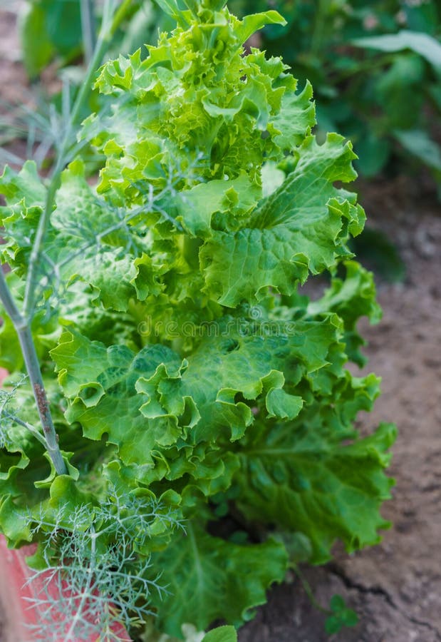 Giovane cespuglio verde di lattuga con le foglie succose in una serra immagini stock Giovane cespuglio verde di lattuga con le foglie succose in una serra immagini stock