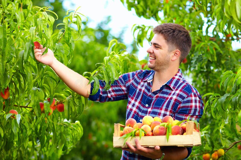 Giovane che raccoglie le pesche nel giardino della frutta immagine stock Giovane che raccoglie le pesche nel giardino della frutta immagine stock