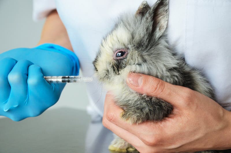 Giovane coniglio trascurato e malato trattato da un veterinario femminile fotografia stock Giovane coniglio trascurato e malato trattato da un veterinario femminile fotografia stock
