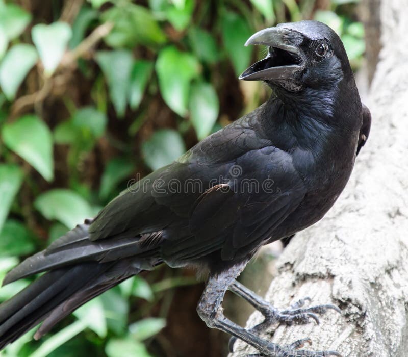 Giovane corvo